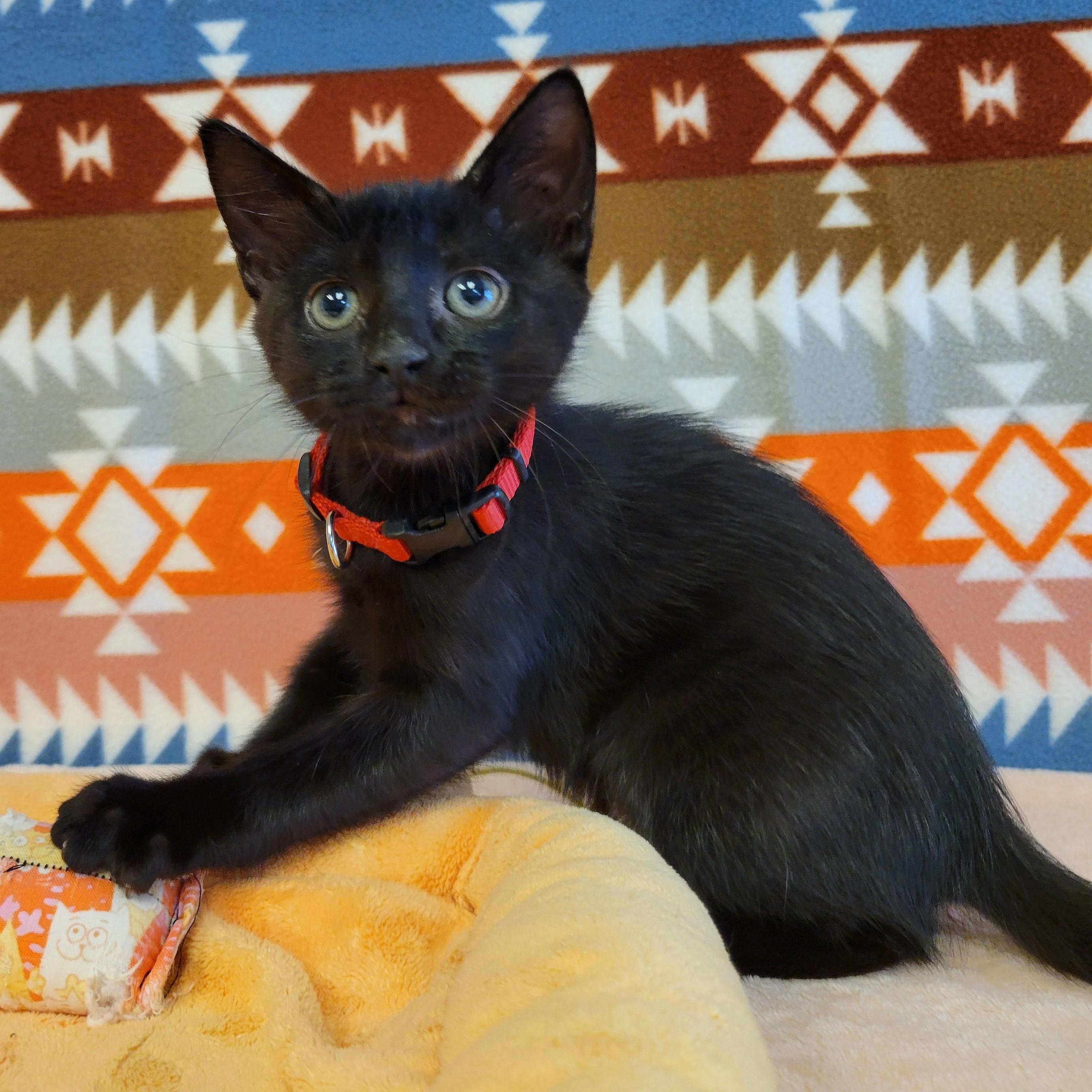 Enlarge Belle, a Adopted mixed breed in ALPINE, TX image 1/6