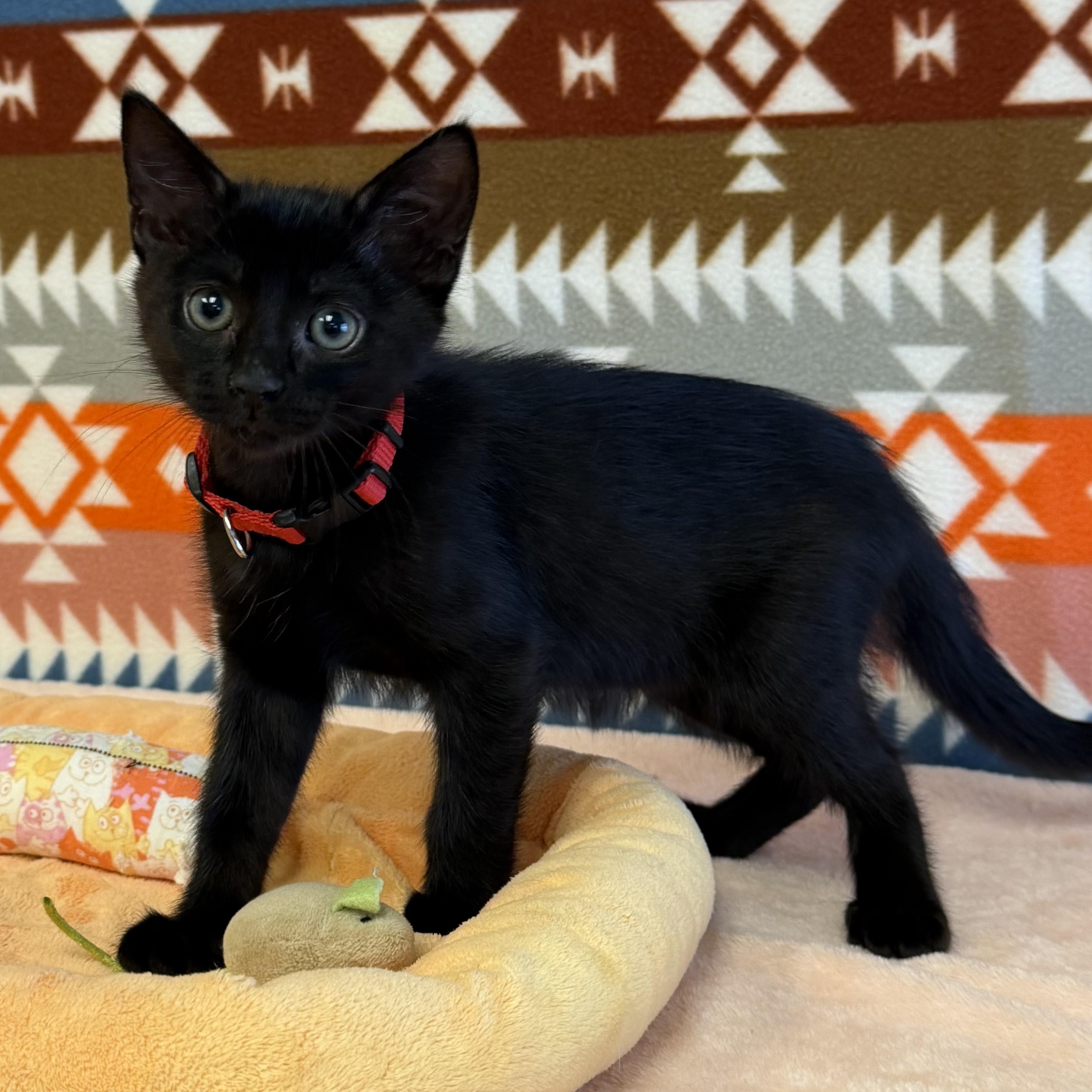 Enlarge Belle, a Adopted mixed breed in ALPINE, TX image 5/6
