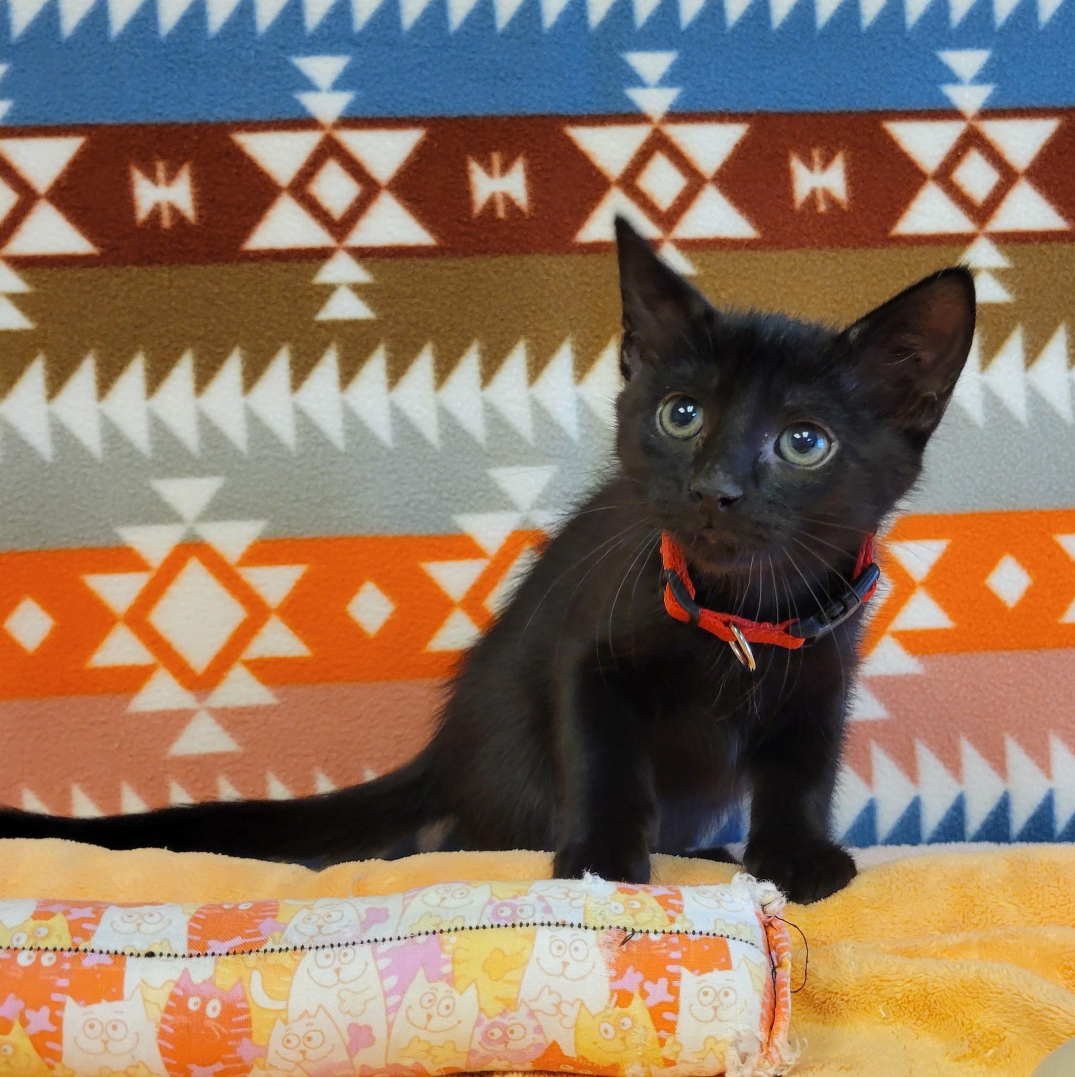 Enlarge Belle, a Adopted mixed breed in ALPINE, TX image 3/6