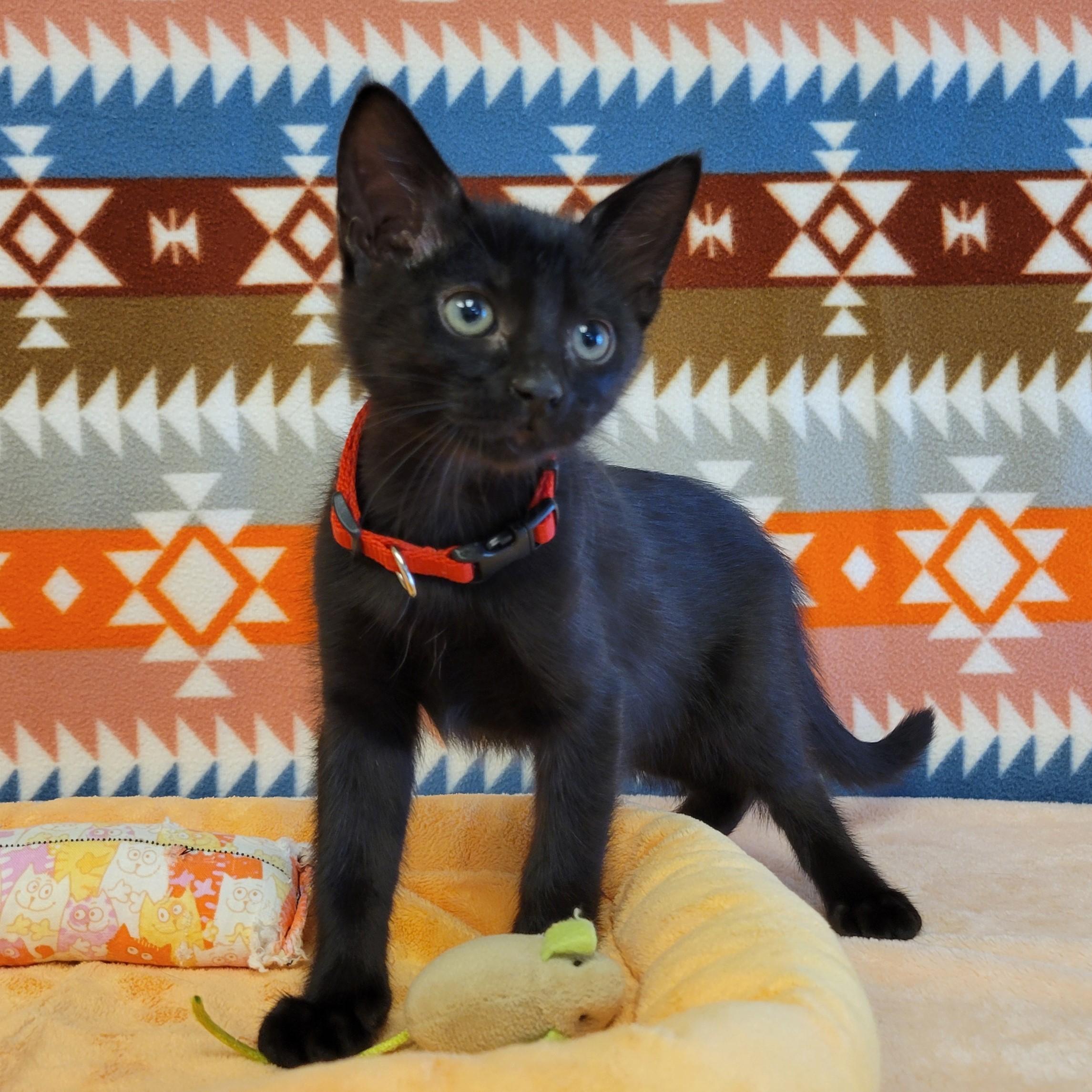 Enlarge Belle, a Adopted mixed breed in ALPINE, TX image 2/6
