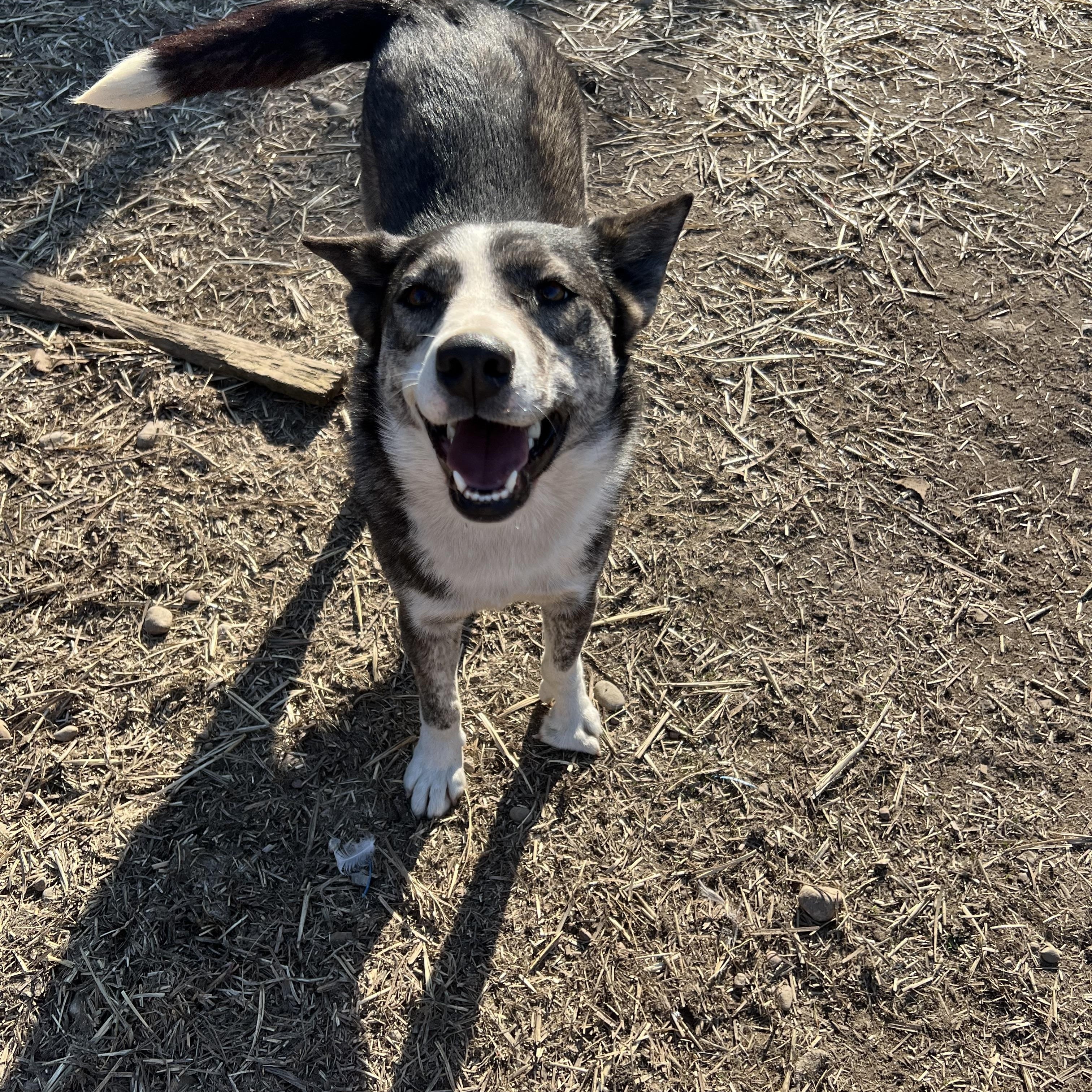 Enlarge Gemma, a Adoptable mixed breed in Seattle, WA image 6/6