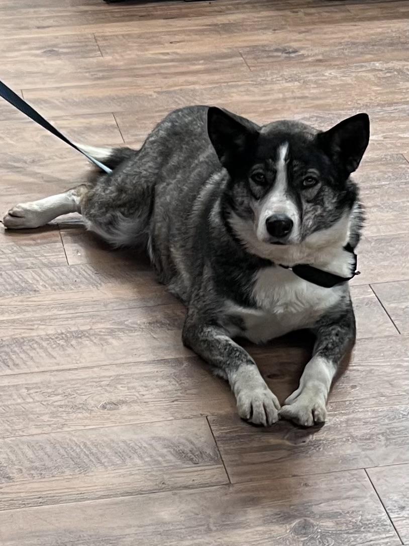 Enlarge Gemma, a Adoptable mixed breed in Seattle, WA image 3/6