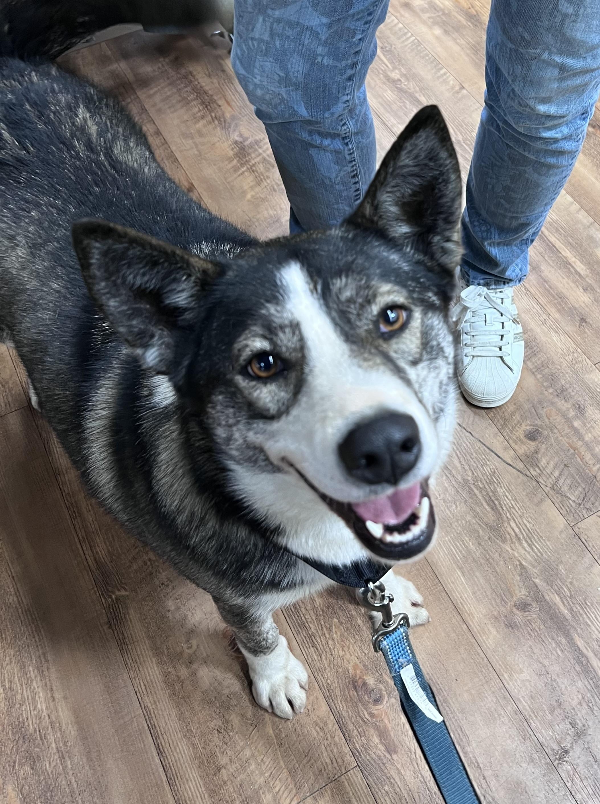 Enlarge Gemma, a Adoptable mixed breed in Seattle, WA image 2/6