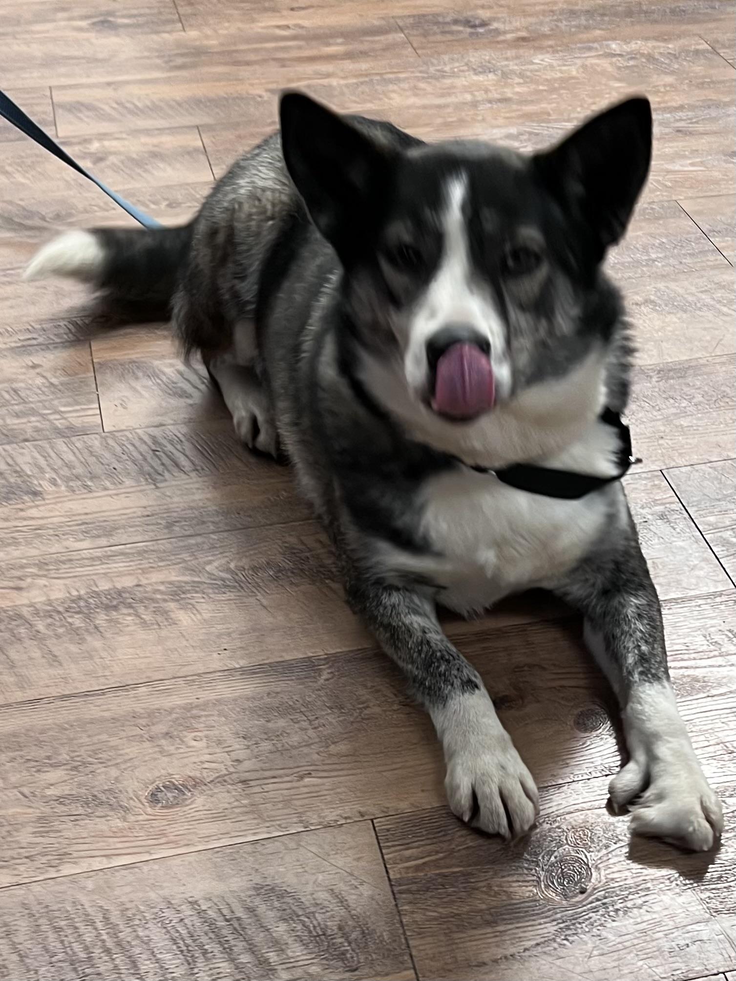 Enlarge Gemma, a Adoptable mixed breed in Seattle, WA image 5/6