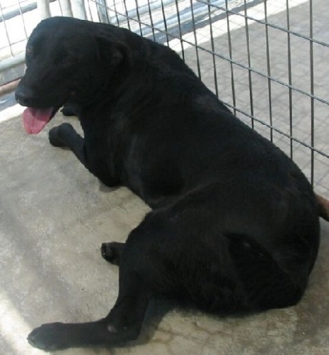 Daisey, a Adoptable mixed breed in Floresville, TX image 1/2