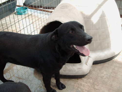 Daisey, a Adoptable mixed breed in Floresville, TX image 2/2