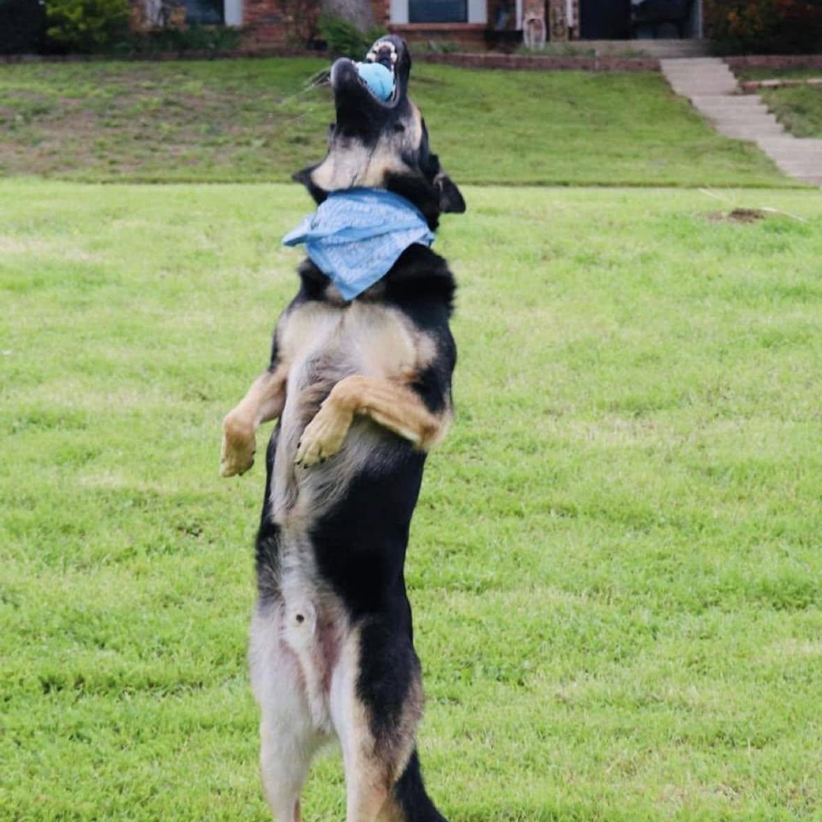 Enlarge Tidus, a Adoptable German Shepherd Dog in Spokane, WA image 5/6