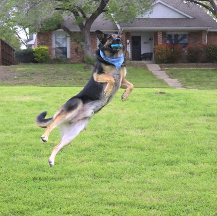 Enlarge Tidus, a Adoptable German Shepherd Dog in Spokane, WA image 6/6
