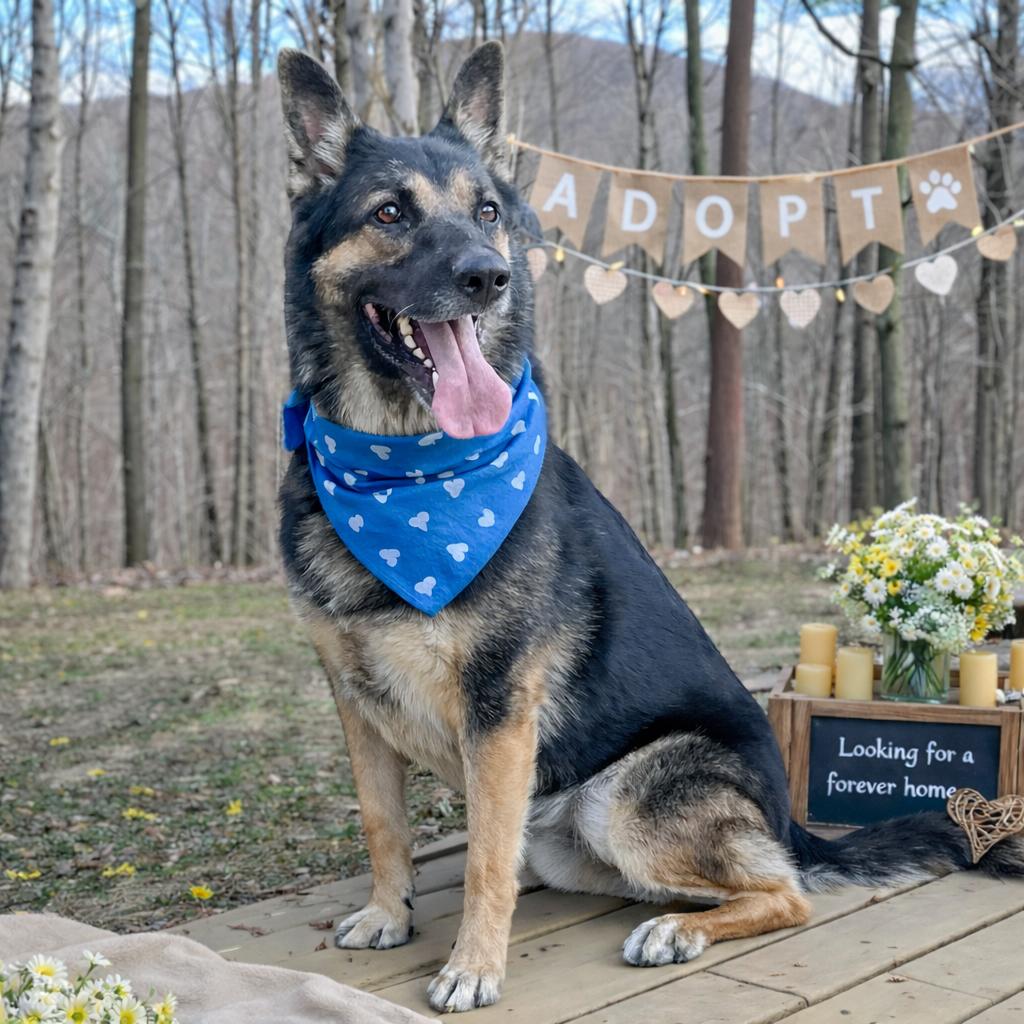 Enlarge Tidus, a Adoptable German Shepherd Dog in Spokane, WA image 3/6
