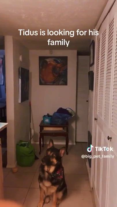 Enlarge Tidus, a Adoptable German Shepherd Dog in Spokane, WA video 2/6
