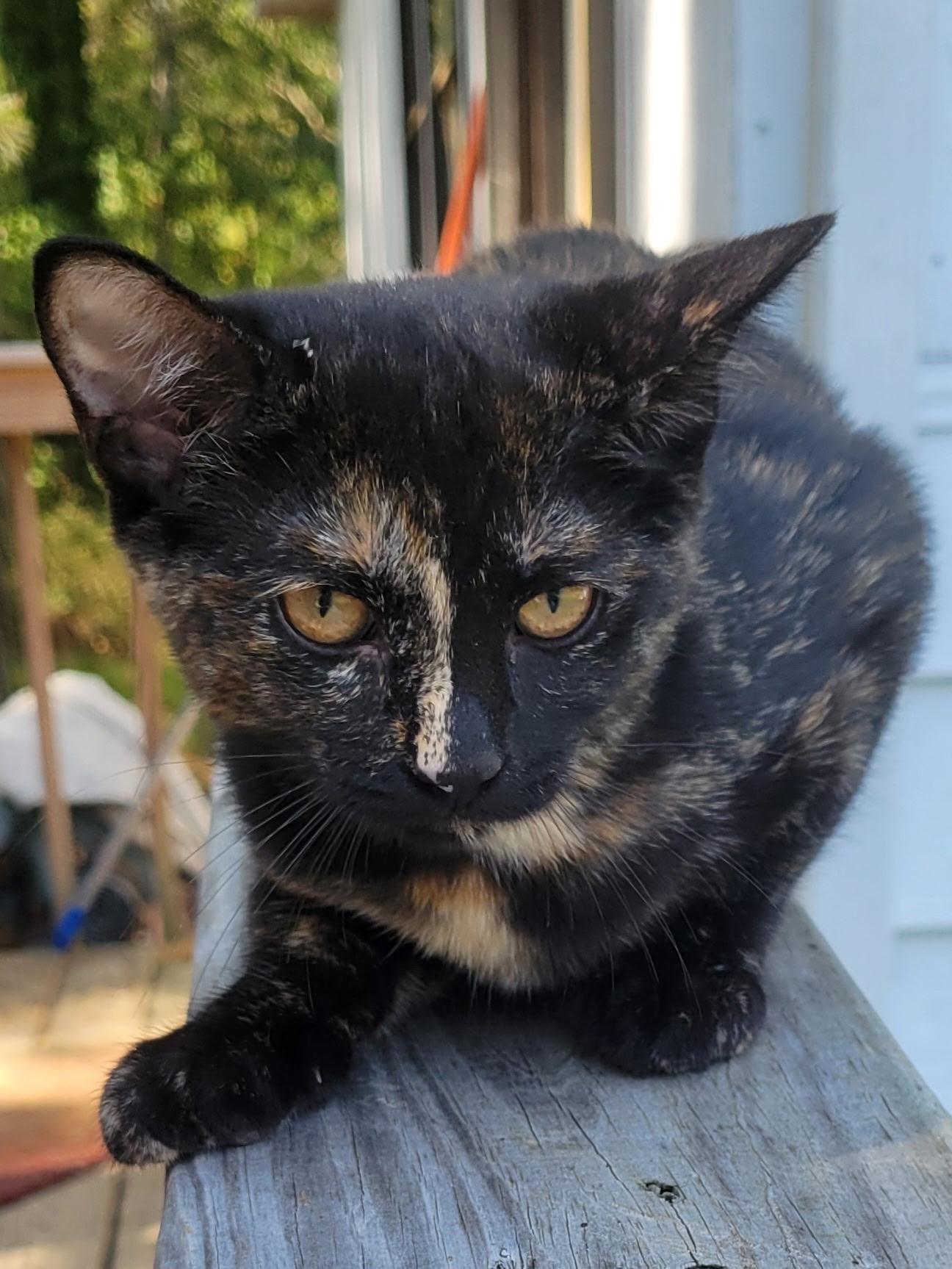 Nutmeg, Adopted, Kitten Female Tortoiseshell.