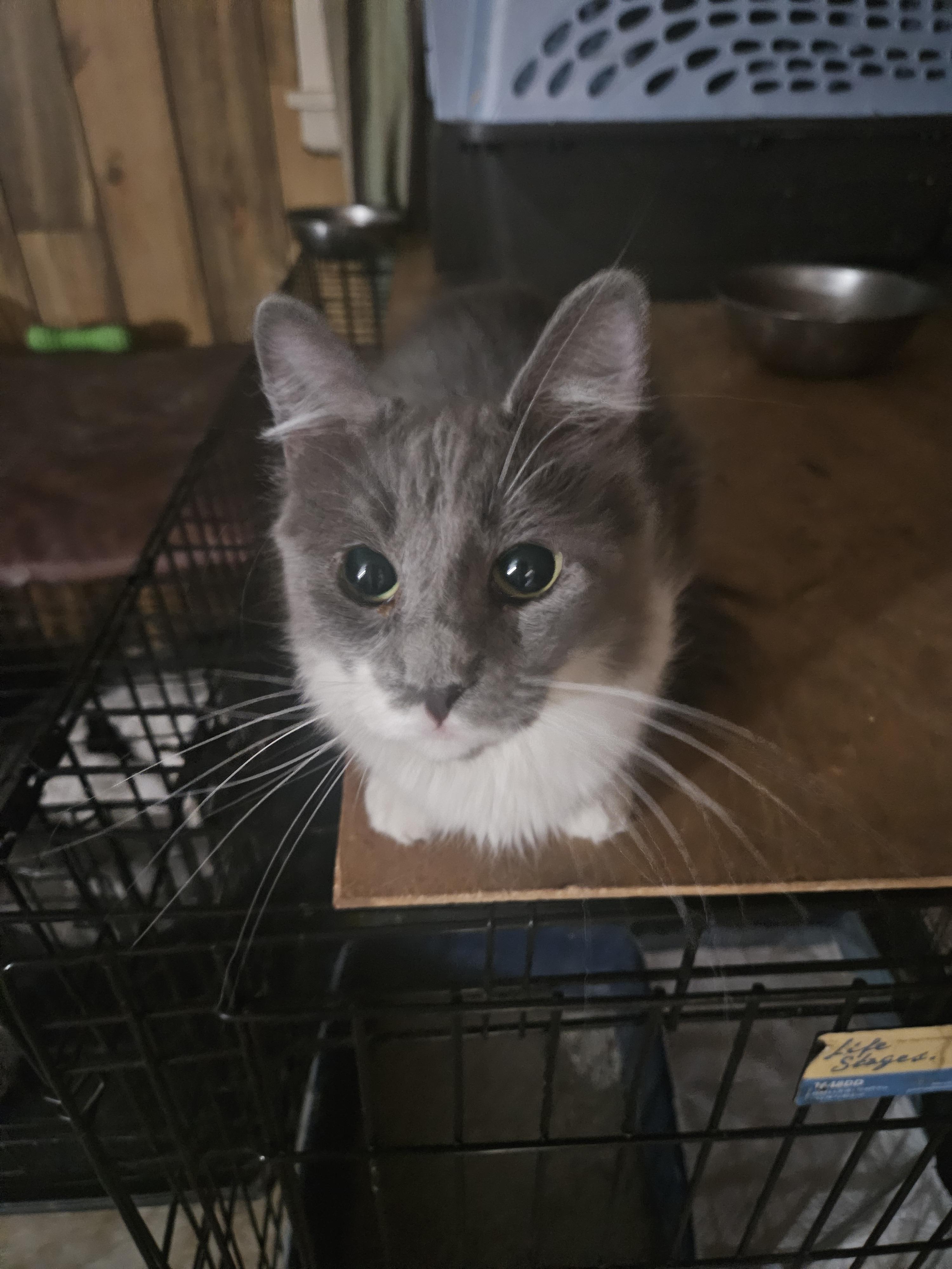 Enlarge Coraline, a Adoptable mixed breed in Youngtown, AZ image 1/4