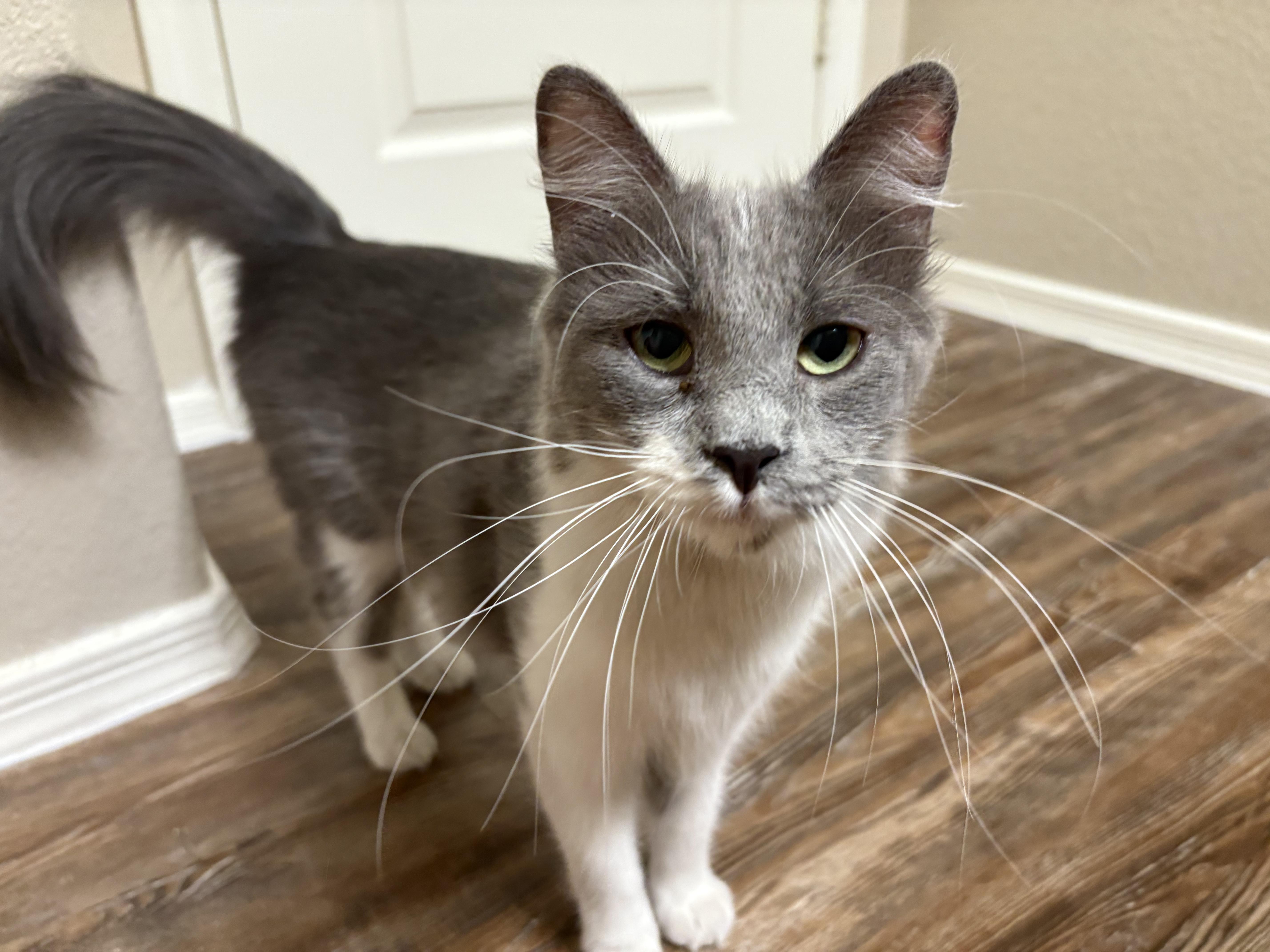 Coraline, Adoptable, Young Female Domestic Medium Hair.