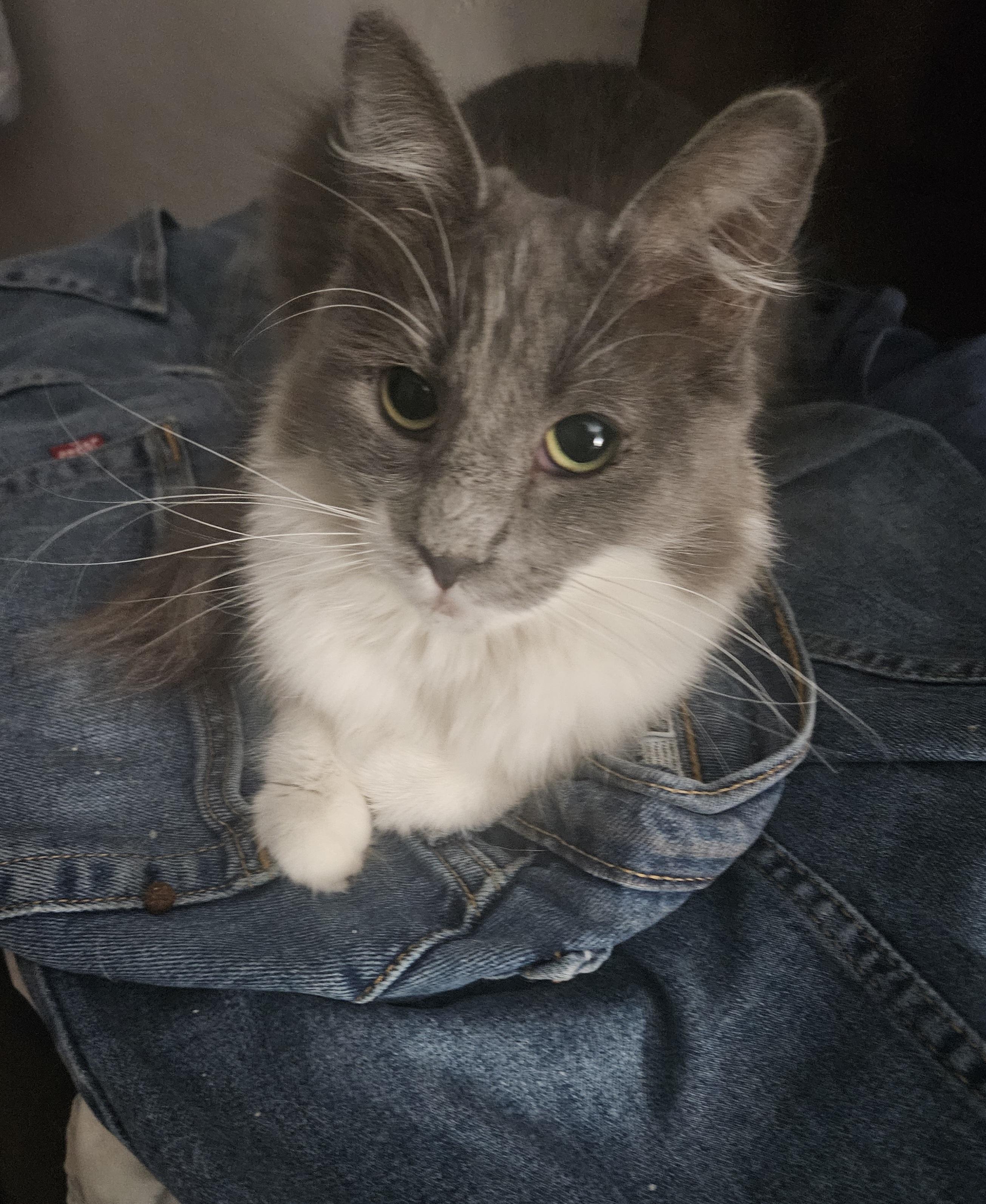 Enlarge Coraline, a Adoptable mixed breed in Youngtown, AZ image 4/4