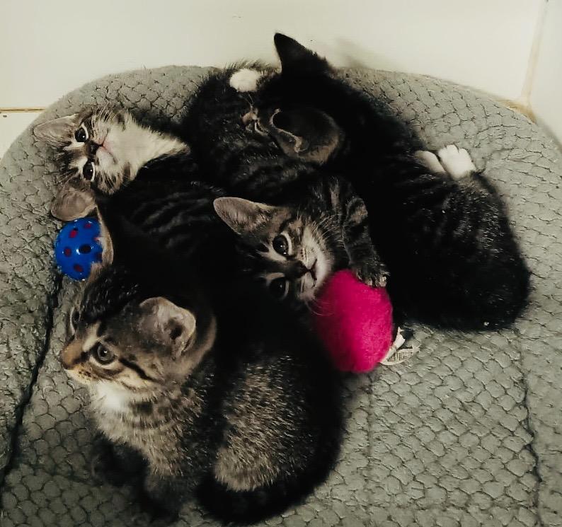 Markie kitten2, Adoptable, Kitten Female Domestic Short Hair.