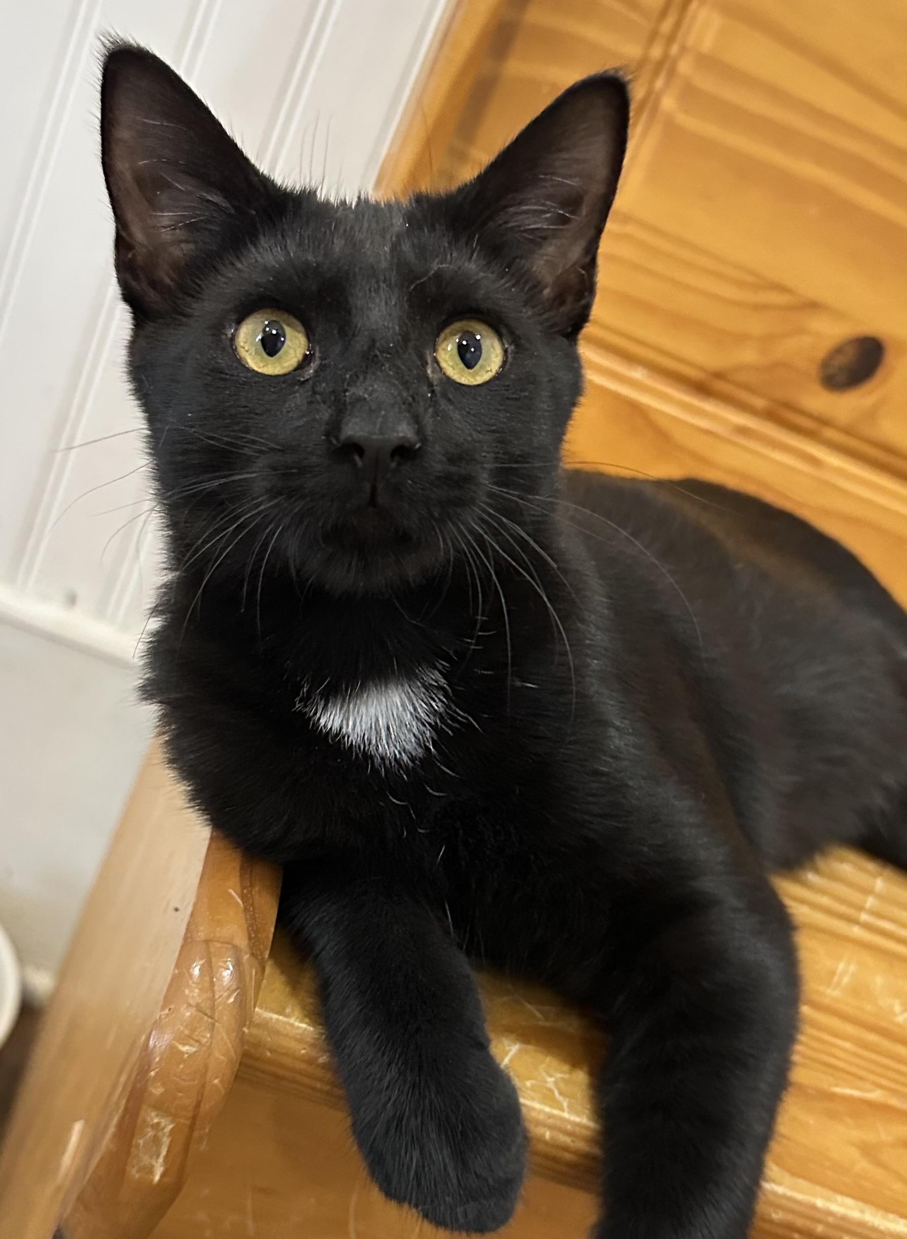 Celeste, Adoptable, Kitten Female Domestic Short Hair.