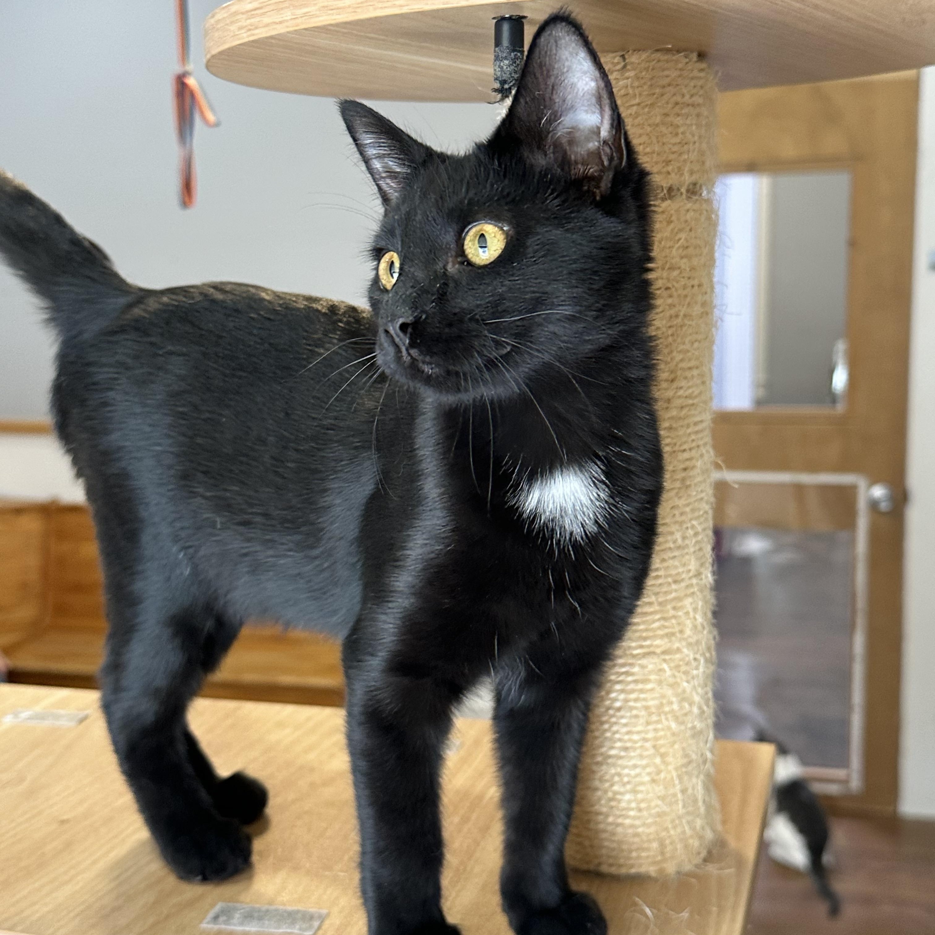 Enlarge Celeste, a hold mixed breed in Lawrenceville, GA image 3/3