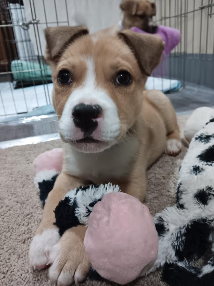 Enlarge Kolache, a Adoptable mixed breed in Sedalia, CO image 1/6