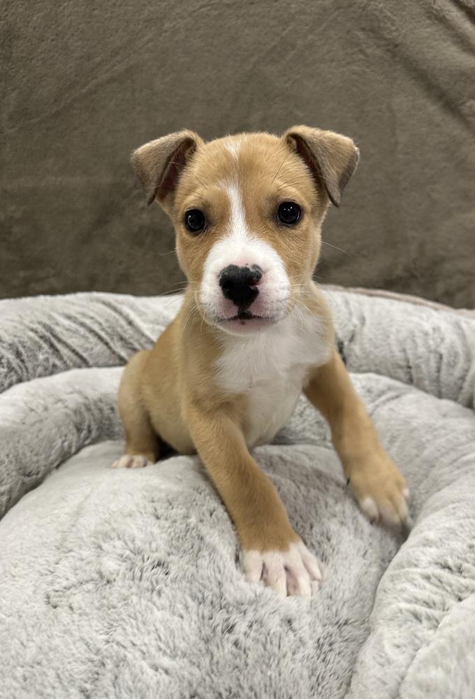 Kolache, Adoptable, Puppy Male Pit Bull Terrier.