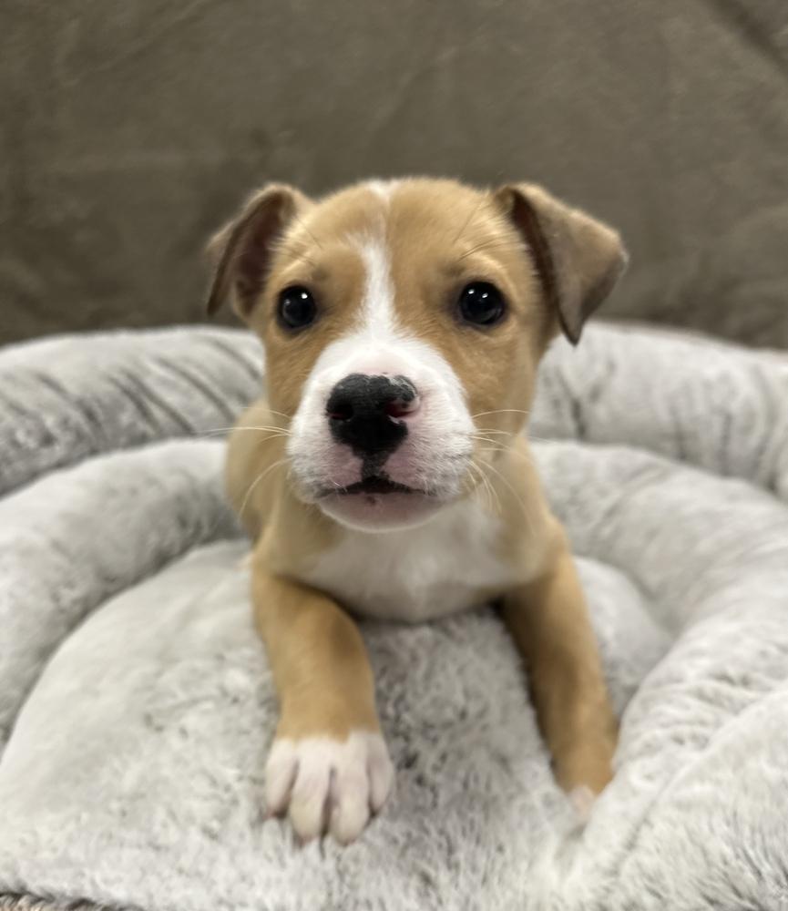 Enlarge Kolache, a Adoptable mixed breed in Sedalia, CO image 2/5