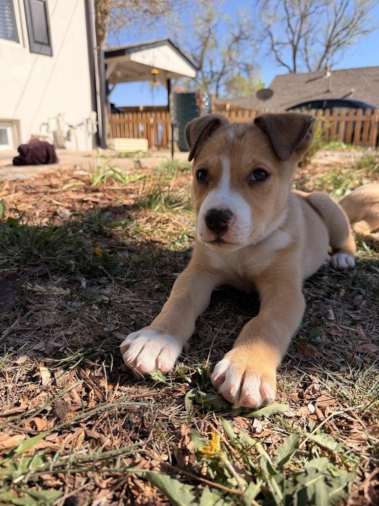 Enlarge Kolache, a Adoptable mixed breed in Sedalia, CO image 4/6
