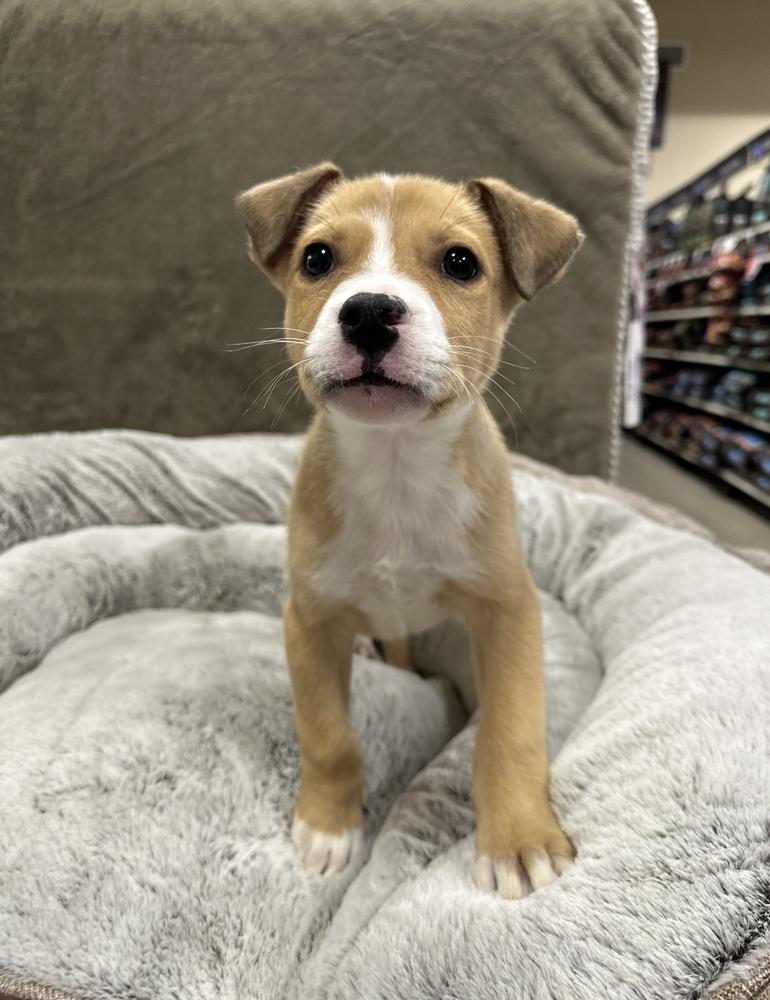 Enlarge Kolache, a Adoptable mixed breed in Sedalia, CO image 3/5