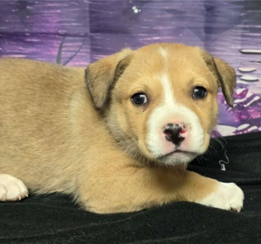 Enlarge Kolache, a Adoptable mixed breed in Sedalia, CO image 4/5
