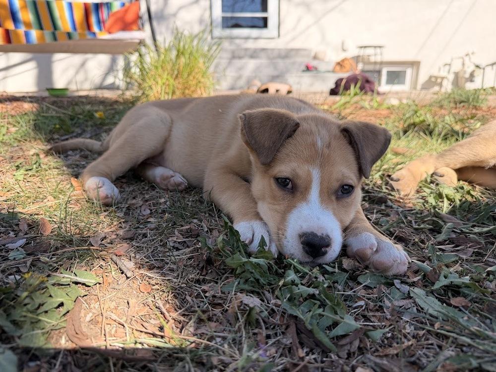Enlarge Kolache, a Adoptable mixed breed in Sedalia, CO image 6/6