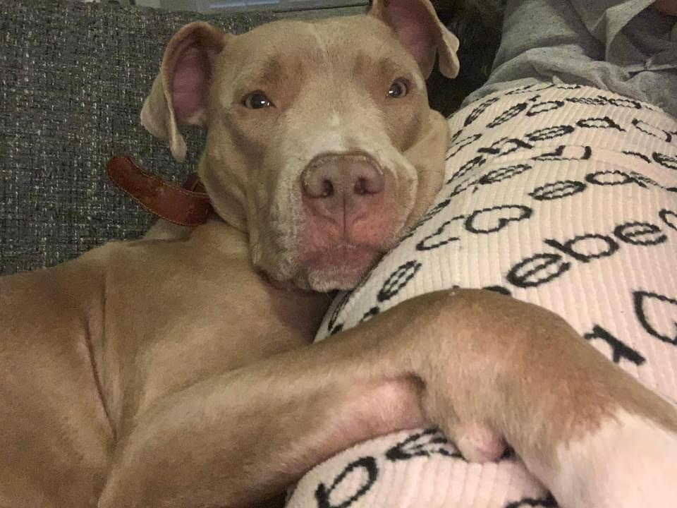 Riley AKA Harry, Adoptable, Adult Male Staffordshire Bull Terrier.