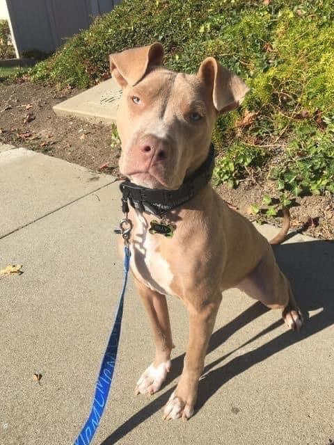 Enlarge Riley AKA Harry, a Adoptable Staffordshire Bull Terrier in San Bernardino, CA image 3/3