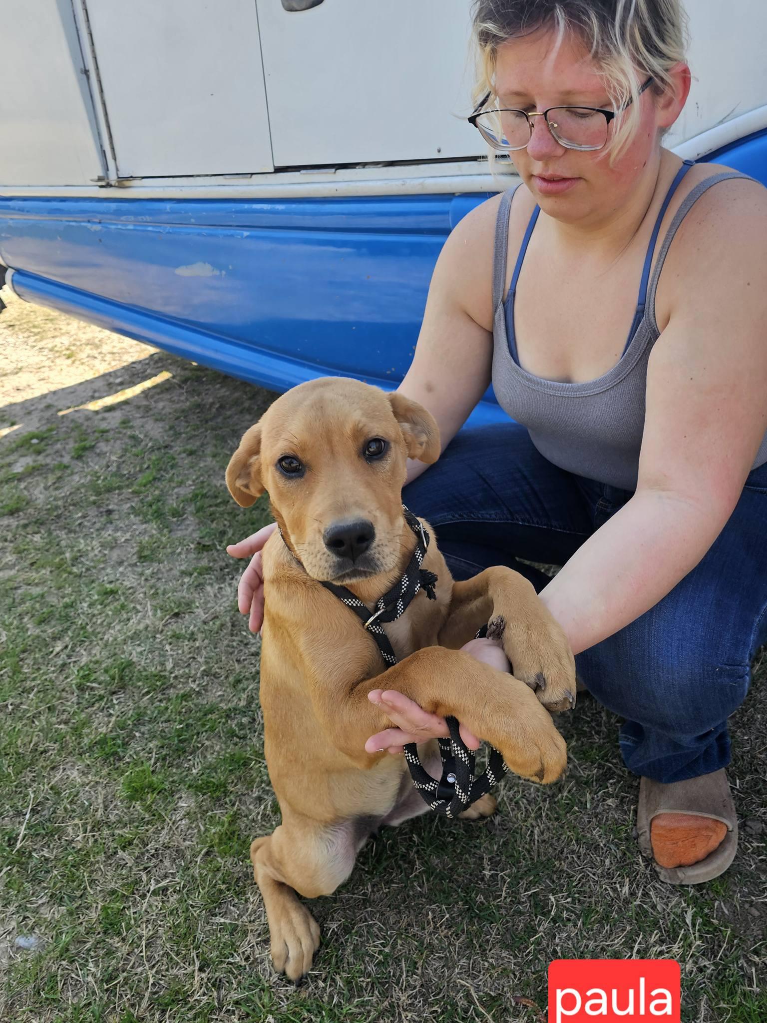 Enlarge Paula, an adopted mixed breed in abingdon, MD image 1/1