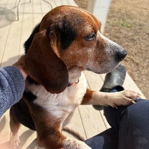 Dean, a Adoptable Beagle in Saluda, VA image 3/6