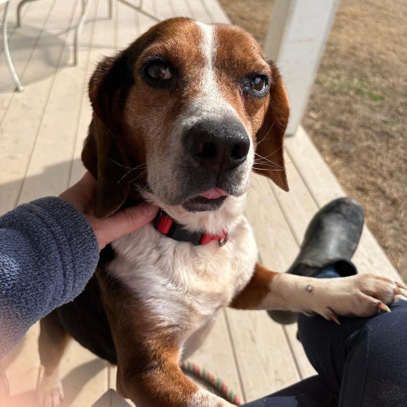 Dean, a Adoptable Beagle in Saluda, VA image 1/6