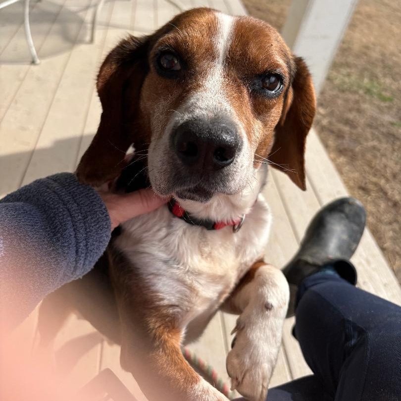 Dean, a Adoptable Beagle in Saluda, VA image 5/6