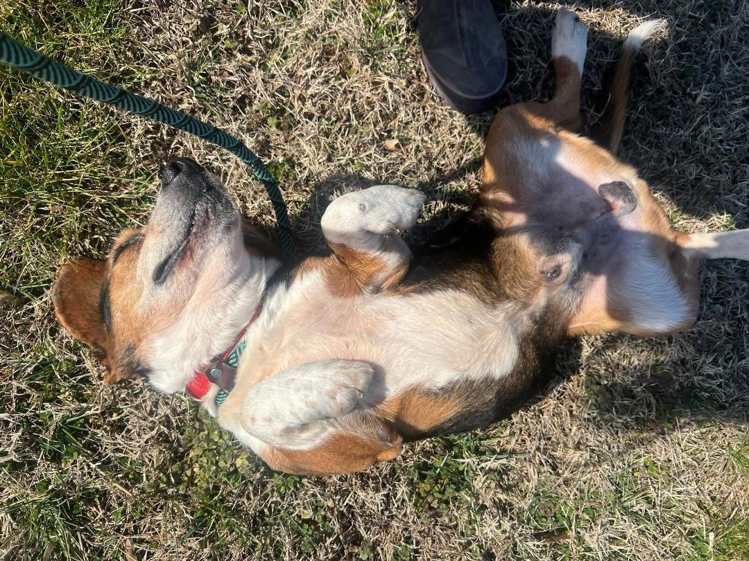 Dean, a Adoptable Beagle in Saluda, VA image 6/6