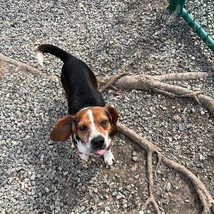 Dean, a Adoptable Beagle in Saluda, VA image 2/6