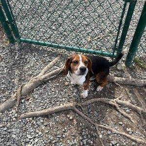 Dean, a Adoptable Beagle in Saluda, VA image 4/6