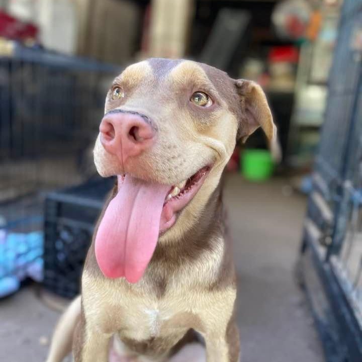 Rugby, a Adoptable mixed breed in Goliad, TX image 2/11