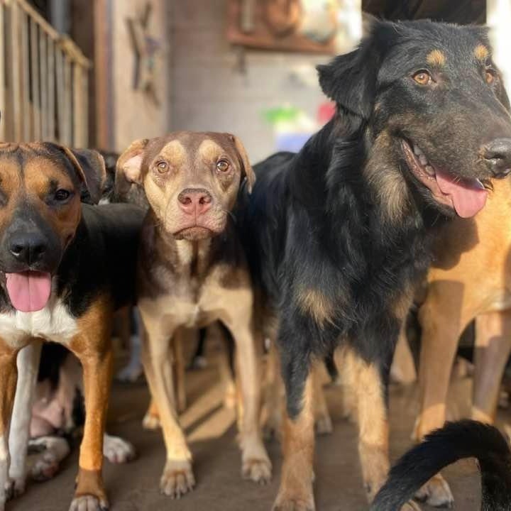 Rugby, a Adoptable mixed breed in Goliad, TX image 3/11