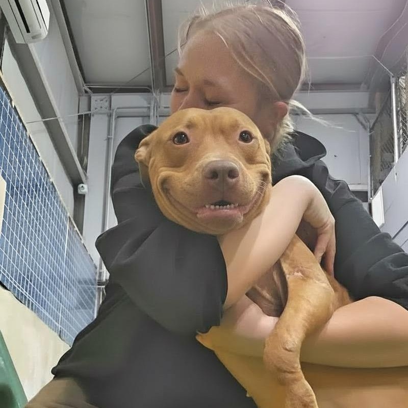 Truett, ADOPTABLE, Adult Male Mixed Breed.