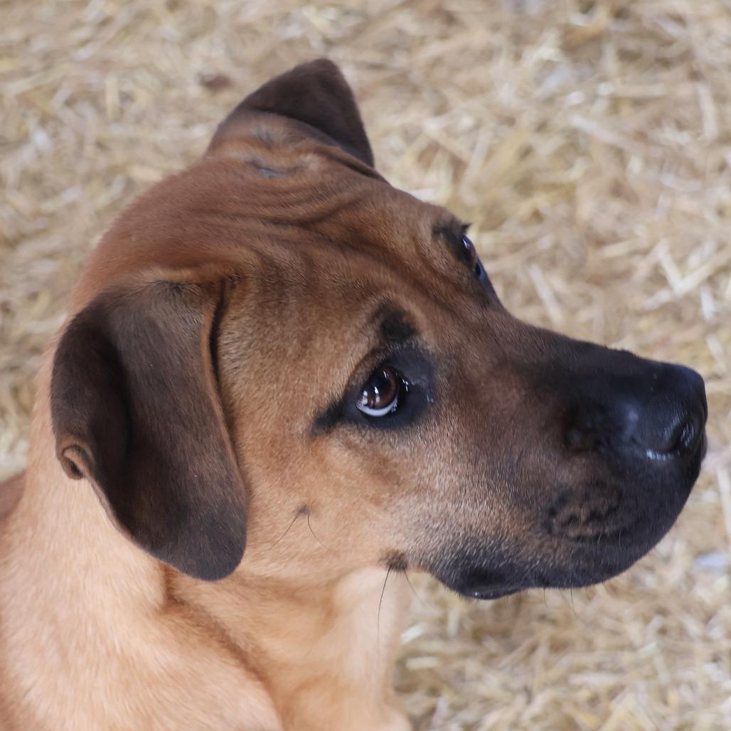 Jupiter, Adoptable, Adult Male Boxer.