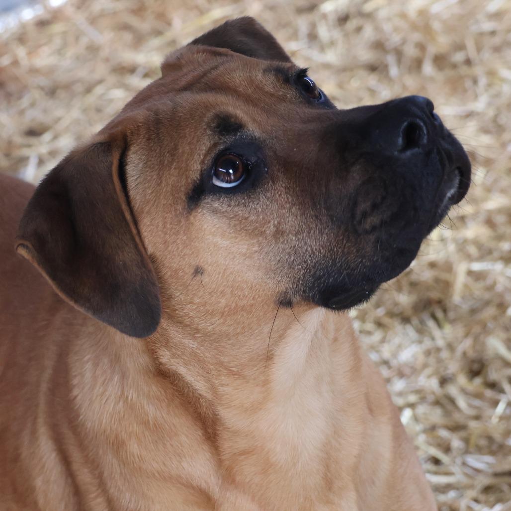 Enlarge Jupiter, a Adoptable mixed breed in Delta, AL image 2/2