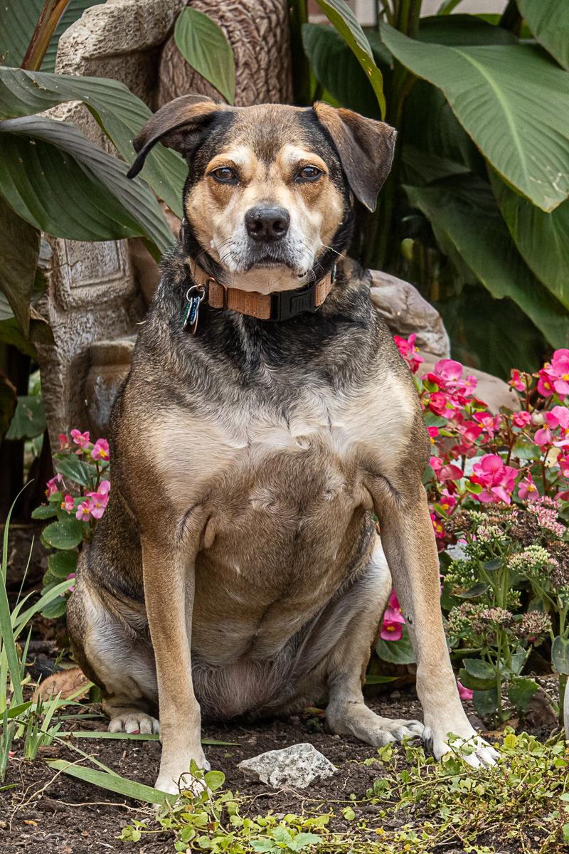 Bess, adoptable, Young Female Terrier & Labrador Retriever.