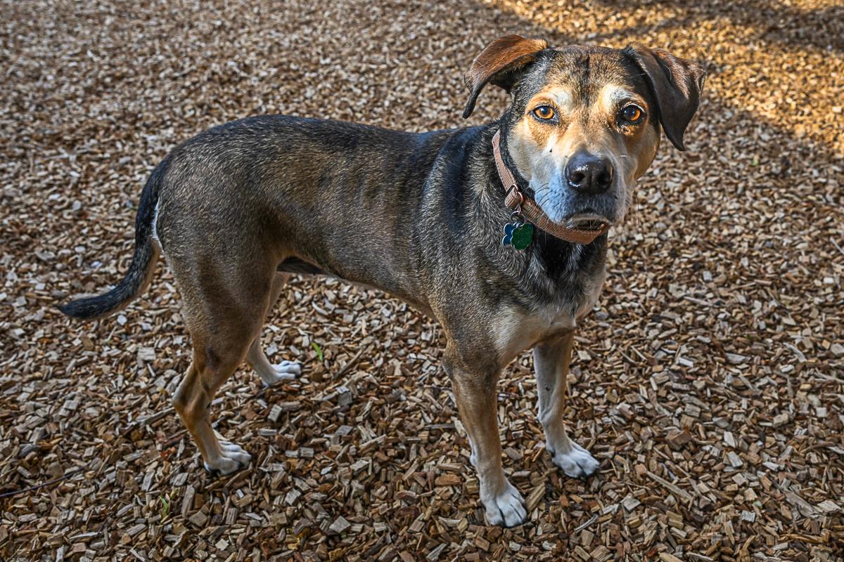Enlarge Bess, an adoptable mixed breed in Arlington Heights, IL image 2/3