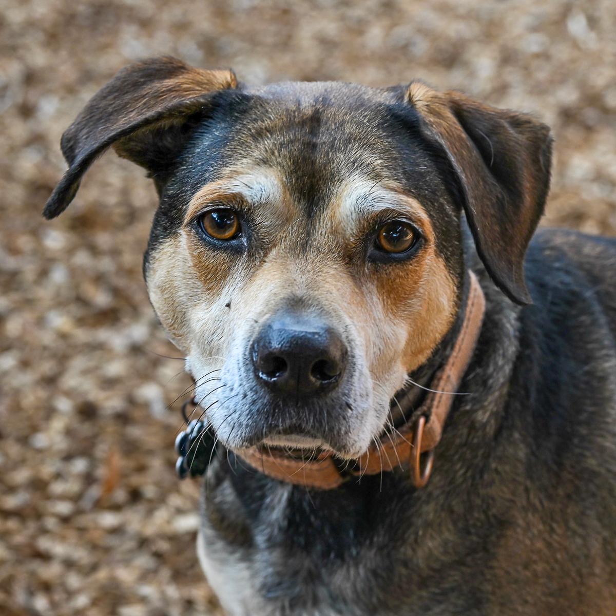 Bess, adoptable, Young Female Terrier & Labrador Retriever.
