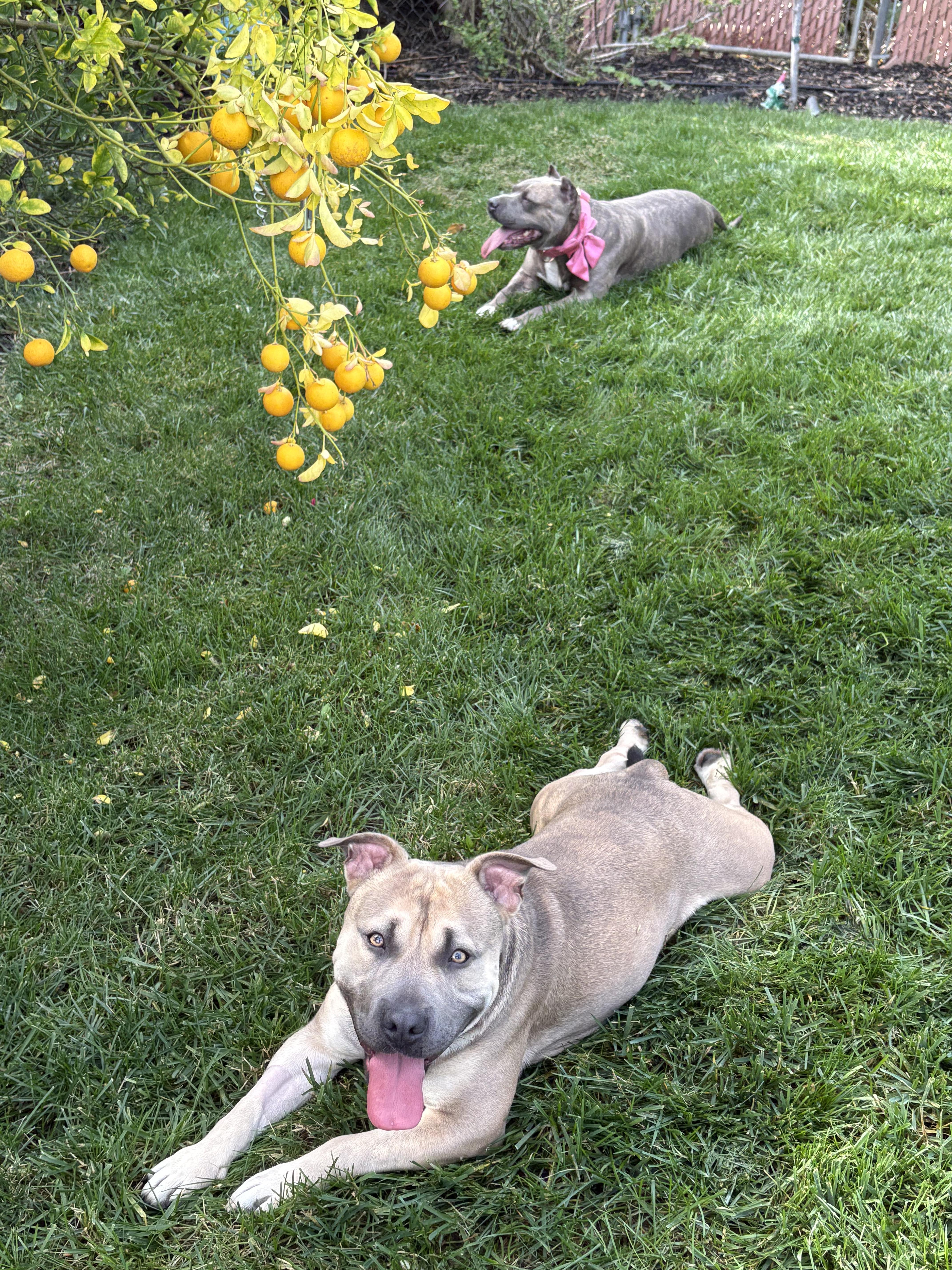 GEORGE, a Adoptable mixed breed in San Diego, CA image 3/5