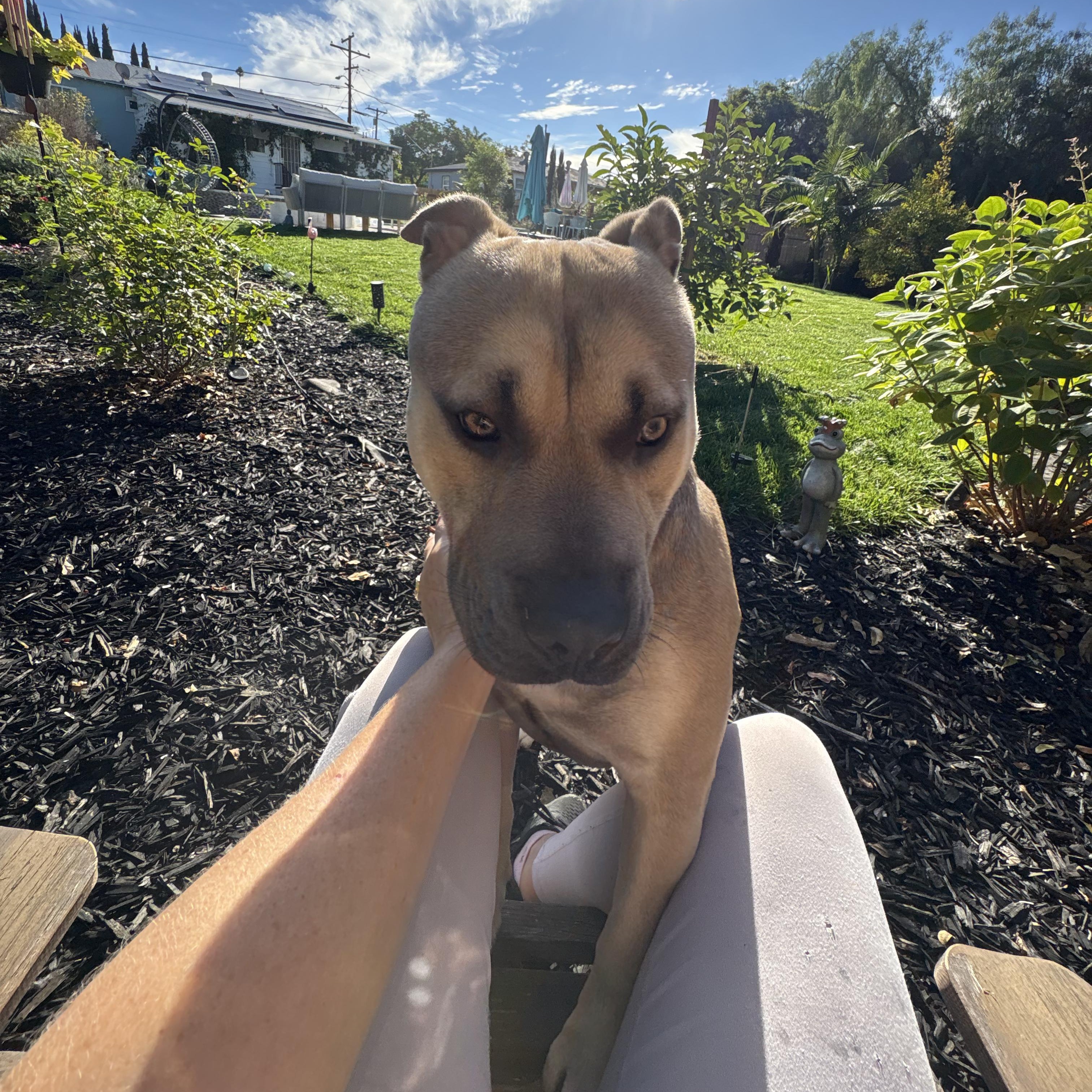 GEORGE, a Adoptable mixed breed in San Diego, CA image 5/5