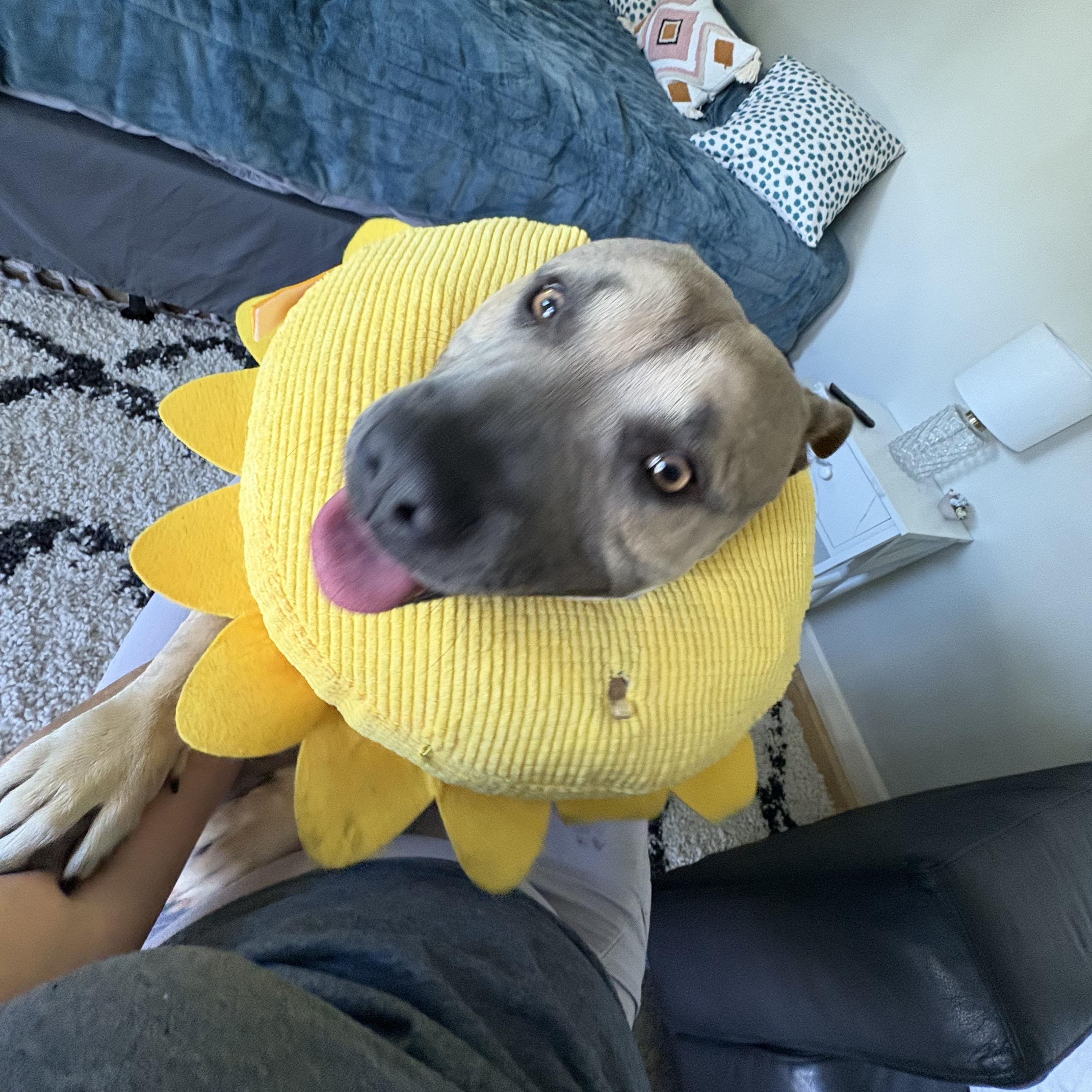 GEORGE, a Adoptable mixed breed in San Diego, CA image 4/5