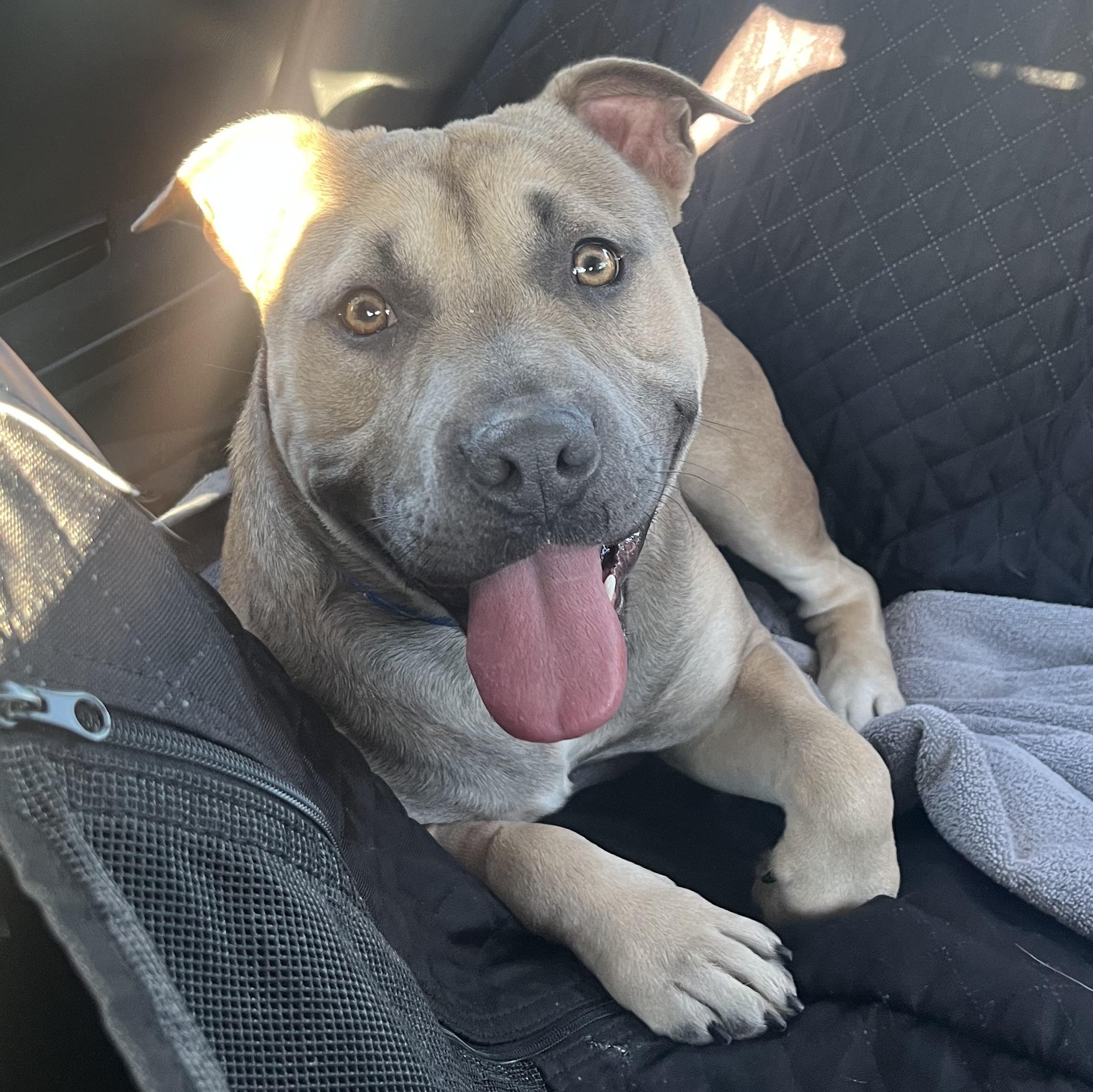 GEORGE, Adoptable, Young Male Pit Bull Terrier.