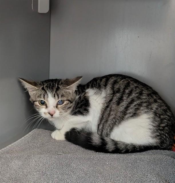 Enlarge SALMA, a Adoptable Domestic Short Hair in Leesburg, VA image 1/1